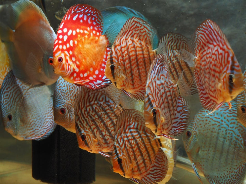 Discus – DISCUSHOP
