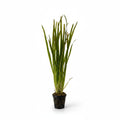 Vallisneria / spiralis
