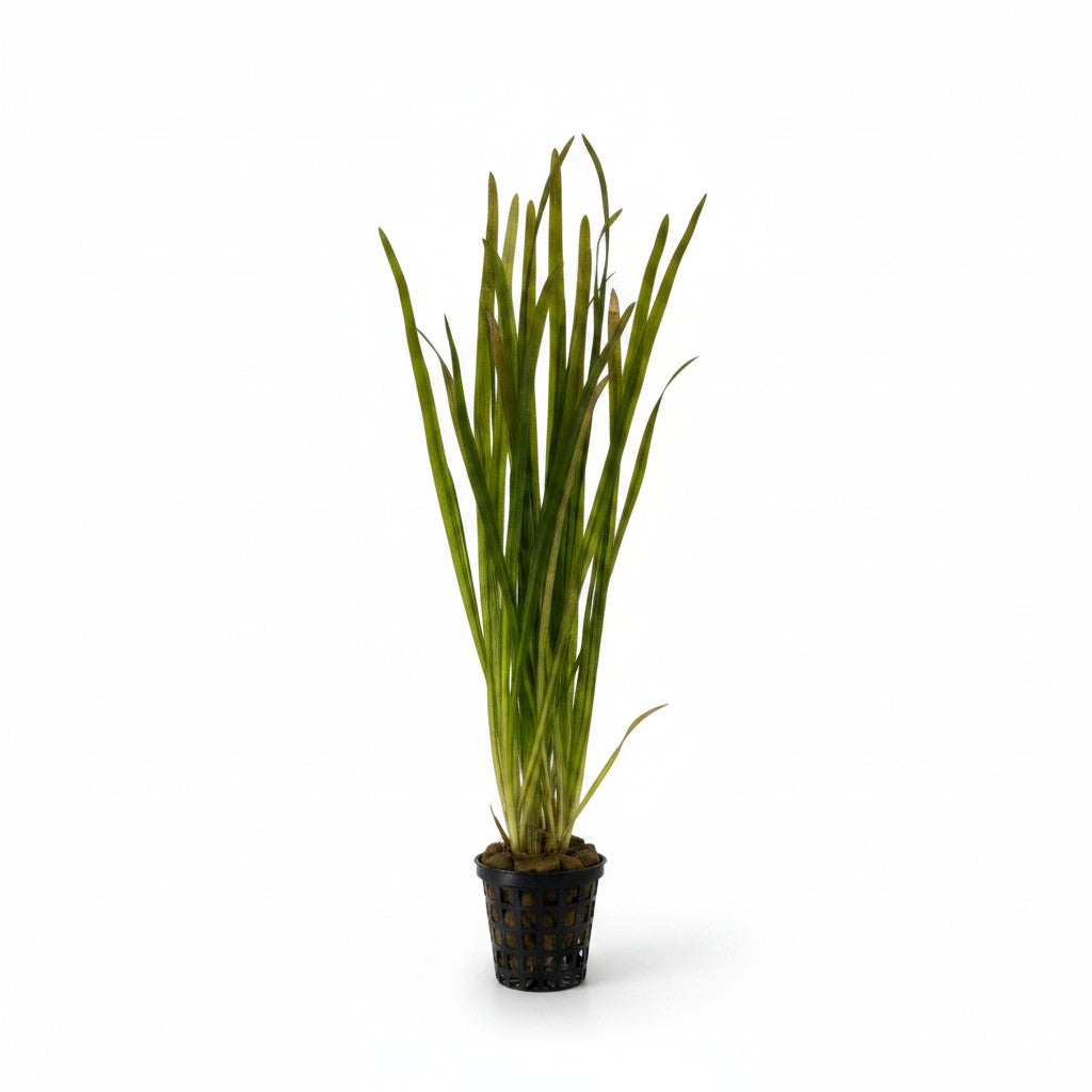 Vallisneria / spiralis