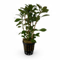 Ludwigia repens
