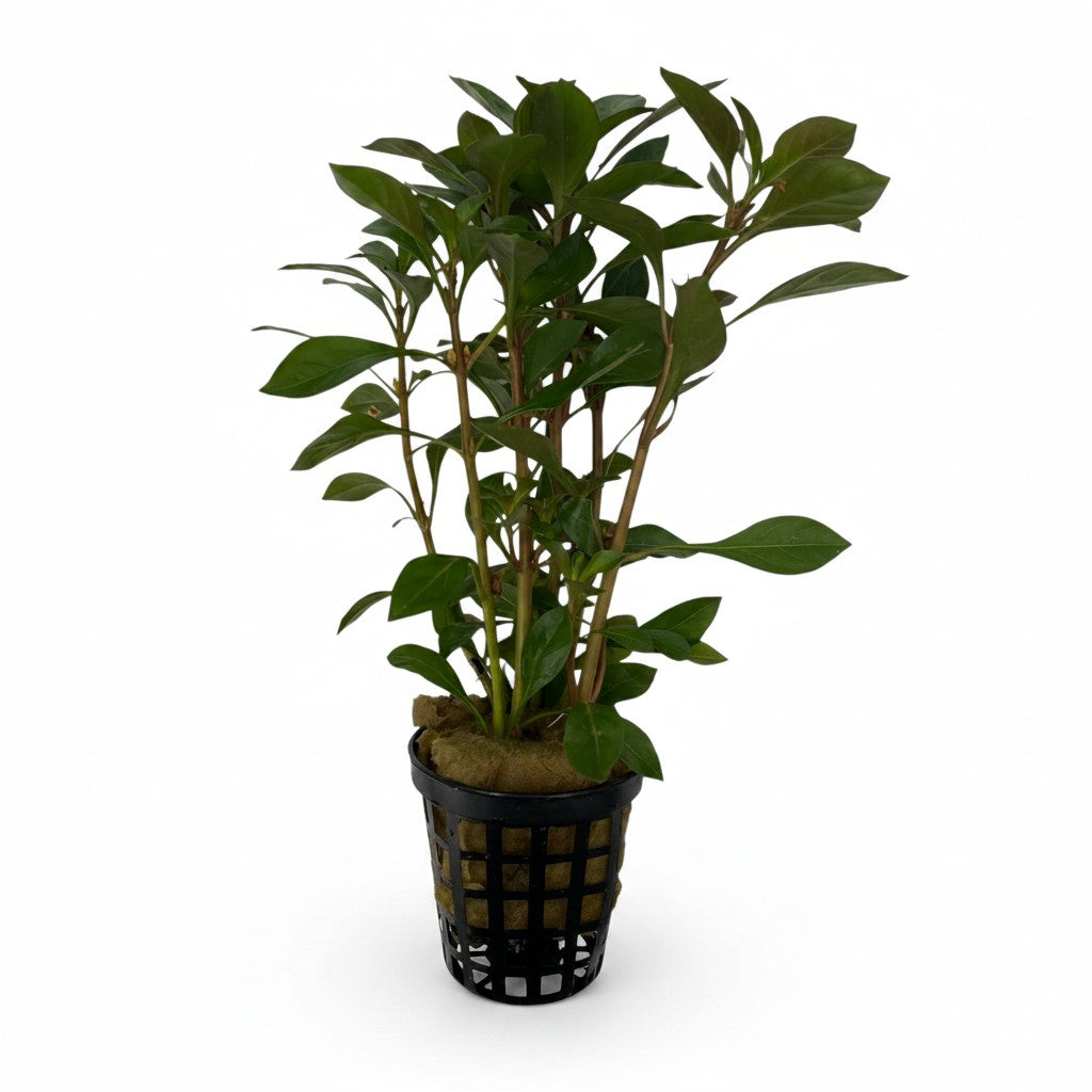 Ludwigia repens