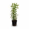 Bacopa caroliniana