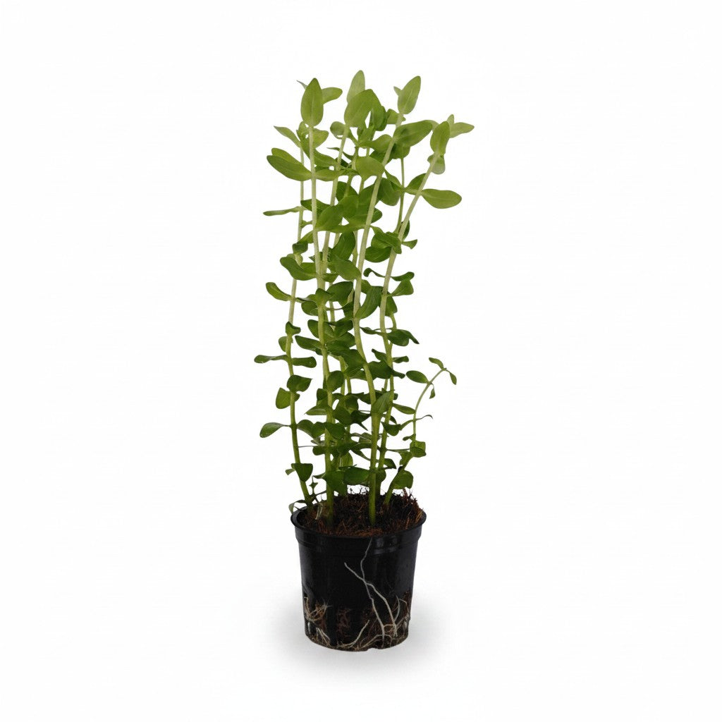 Bacopa caroliniana