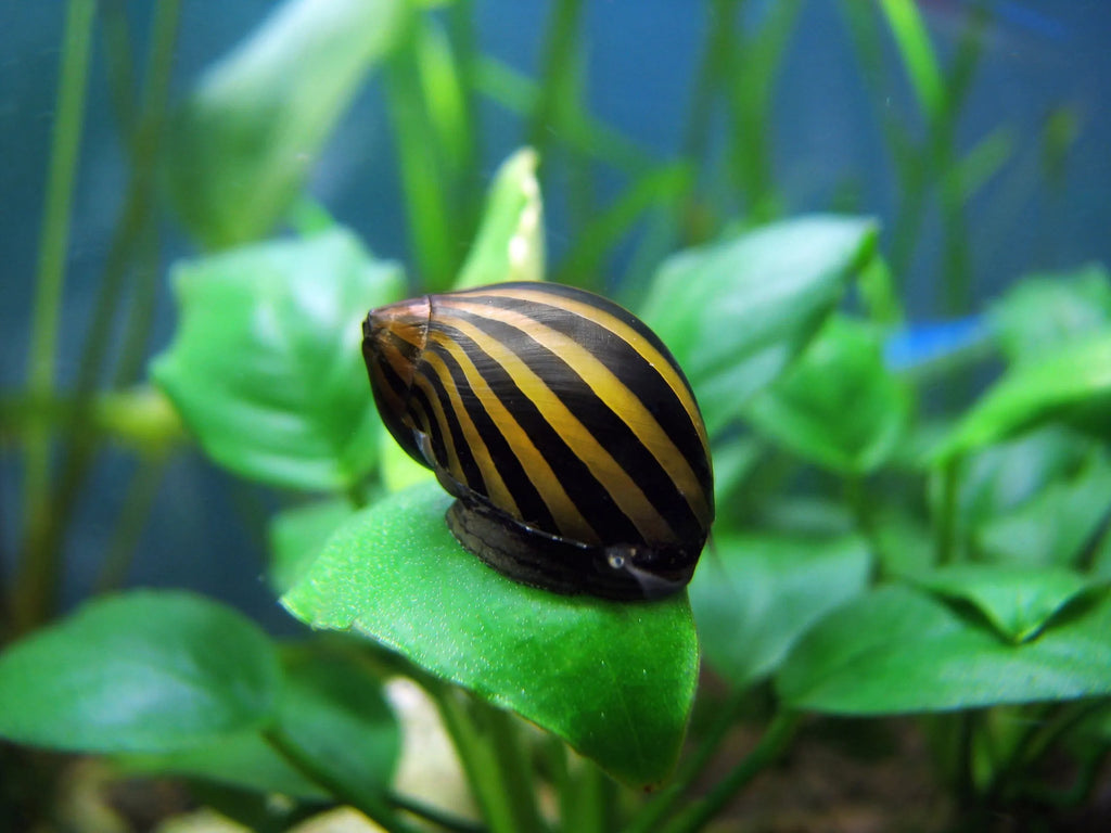 Polžki algojedi Neritina Zebra