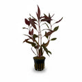 Alternanthera / lilacina