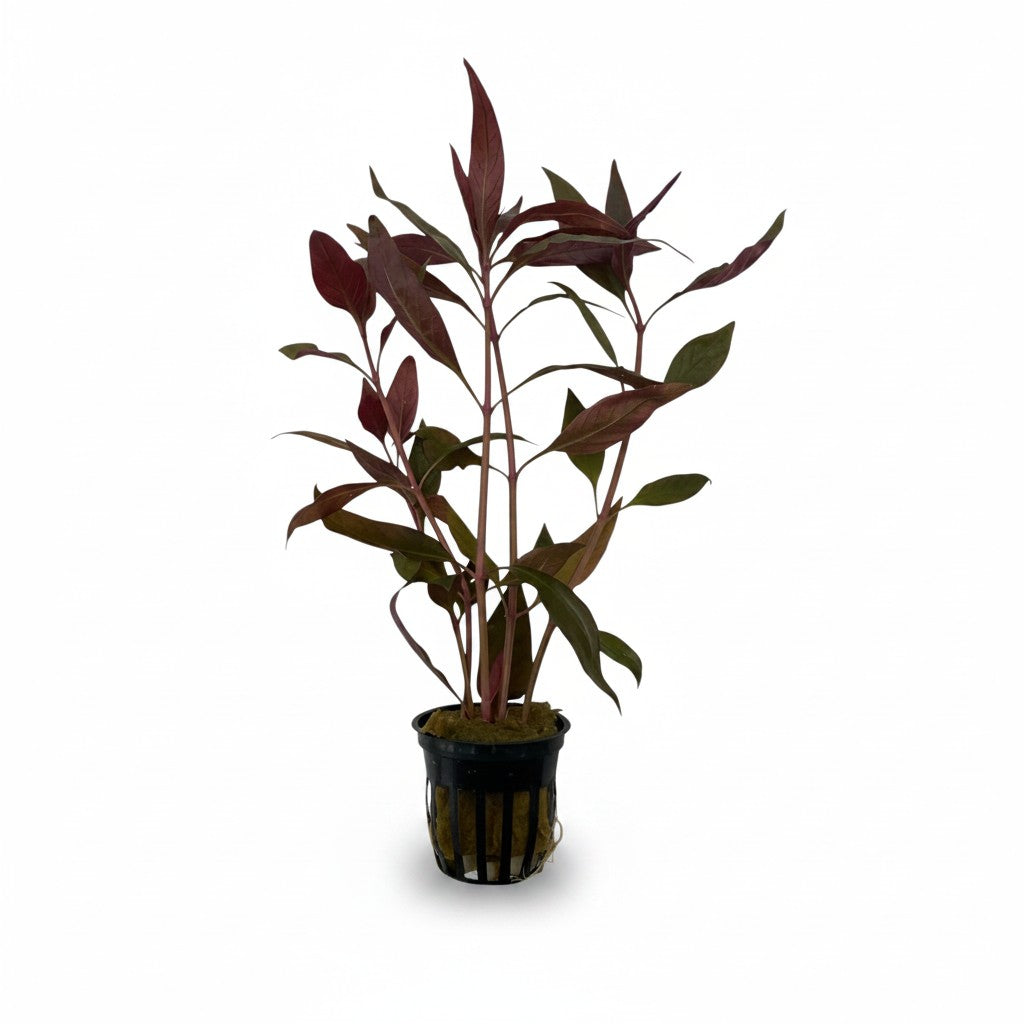 Alternanthera / lilacina