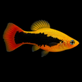 Plati Hawai