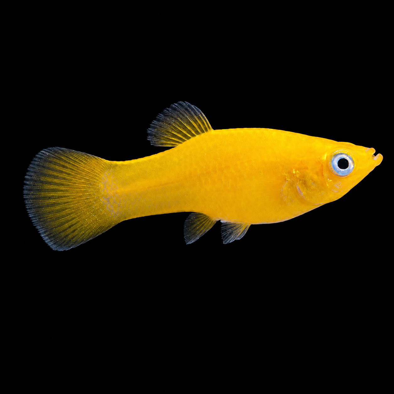 Gold Moliji