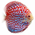 DISCUS RED MAP