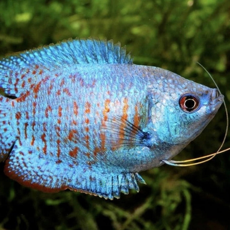 Cobalt Dwarf Gourami