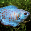 Cobalt Dwarf Gourami