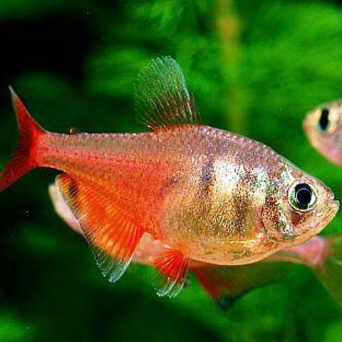 Flame tetra daimond