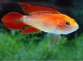 Apistogramma agassizi super red