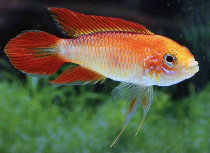 Apistogramma agassizi super red