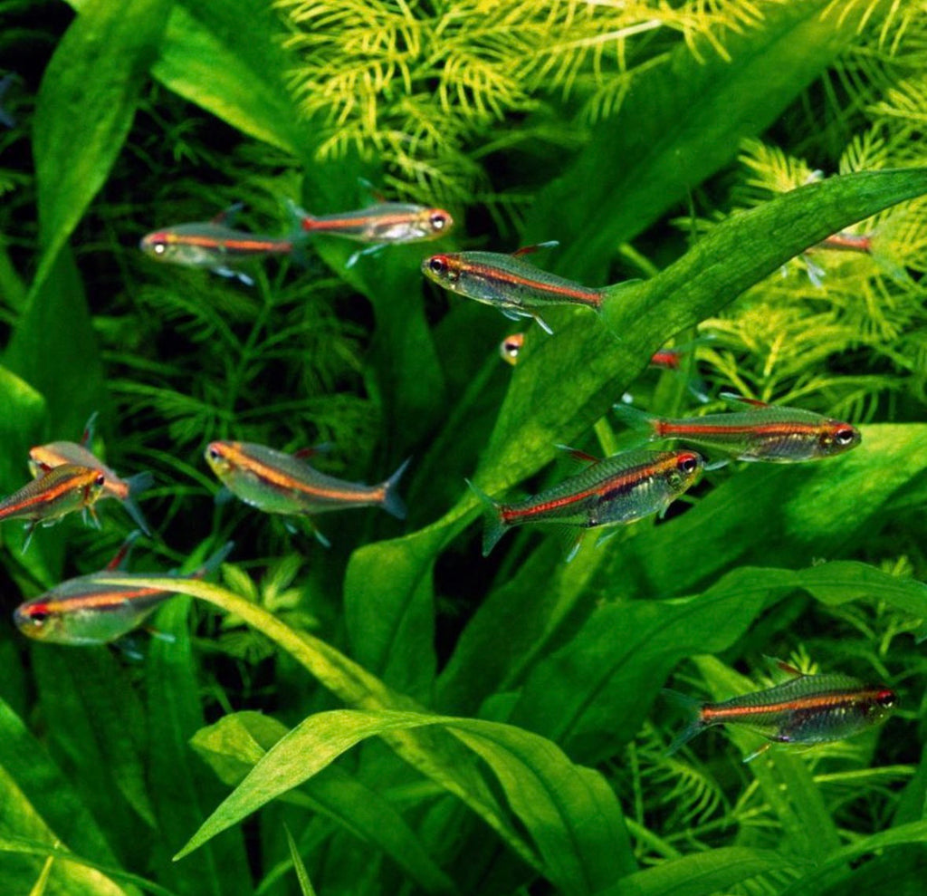 Glowlight Tetra