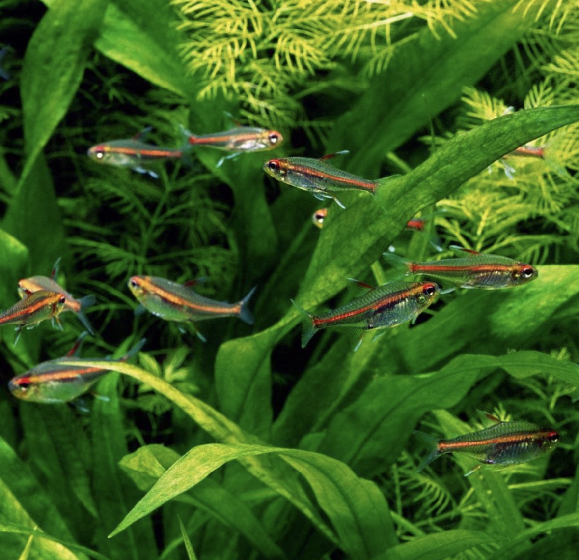 Glowlight Tetra