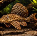 Leopardji som Pterygoplichthys gibbiceps