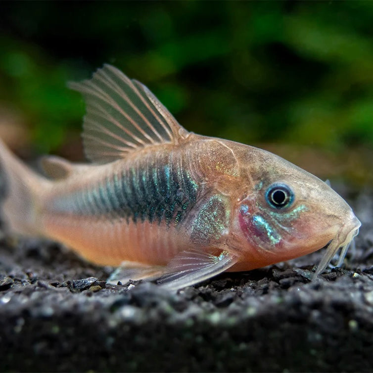 Corydoras aeneus / schultzei