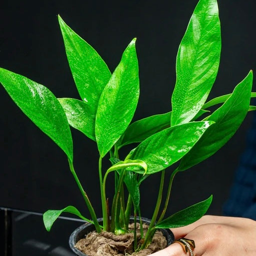 Anubias congensis