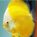 Diskus golden melon