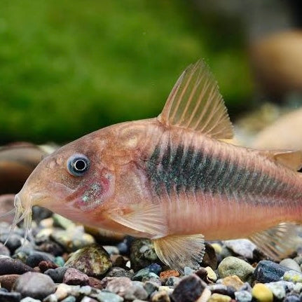 Corydoras aeneus / schultzei