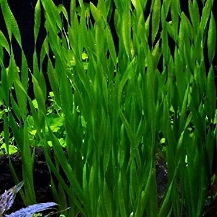Vallisneria corkscrew