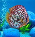 DISCUS Red Turquoise