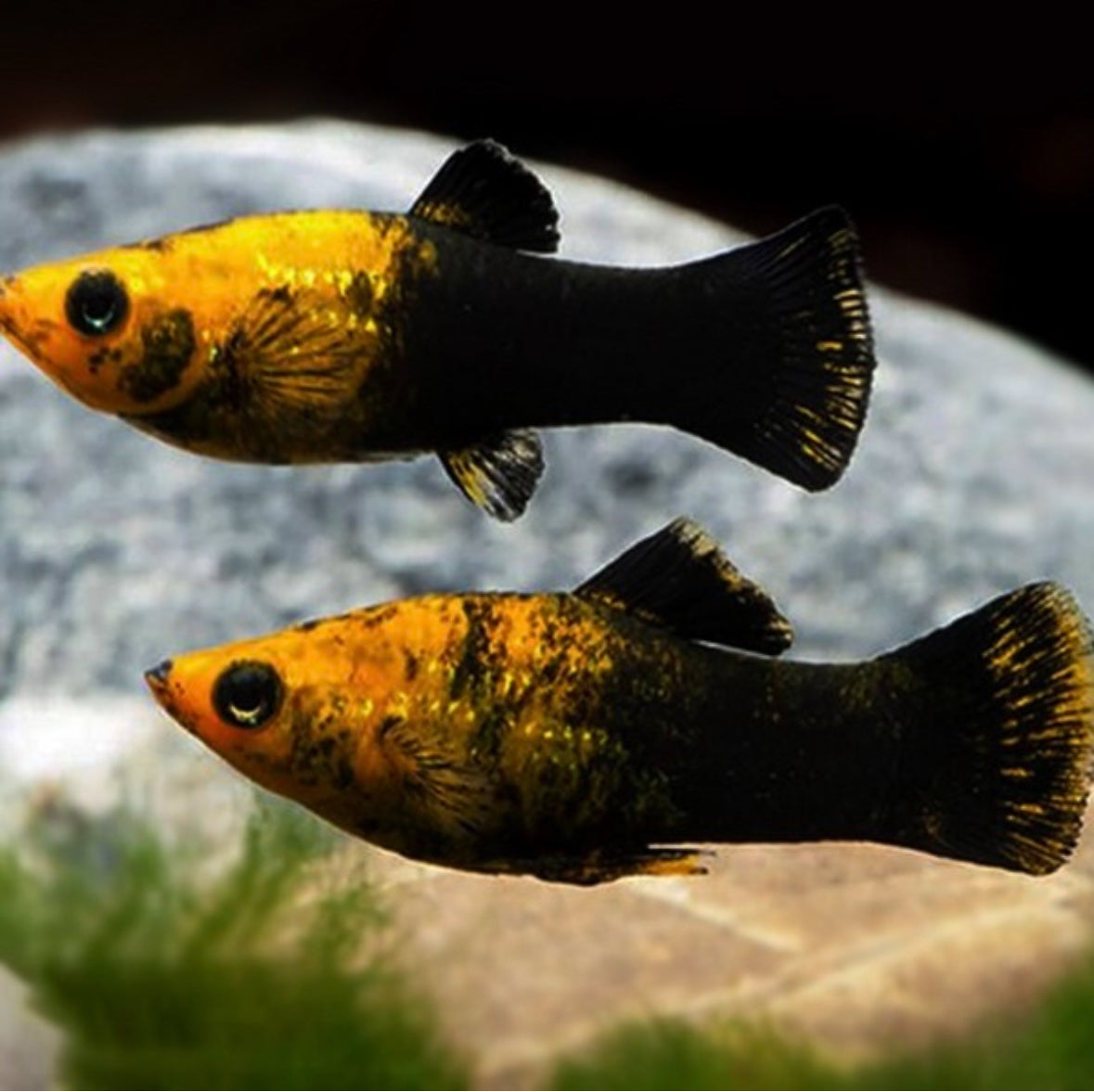 Poecilia sphenops black gold molly