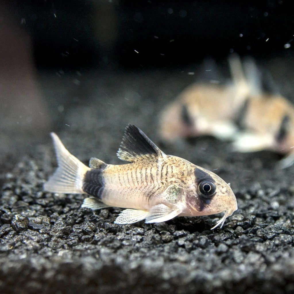 Somič Corydoras Panda
