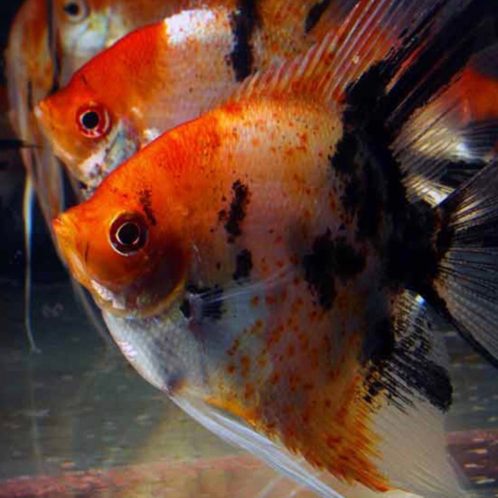 Skalarka Red Devil