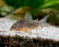Corydoras sterbai