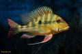 Geophagus dicrozoster