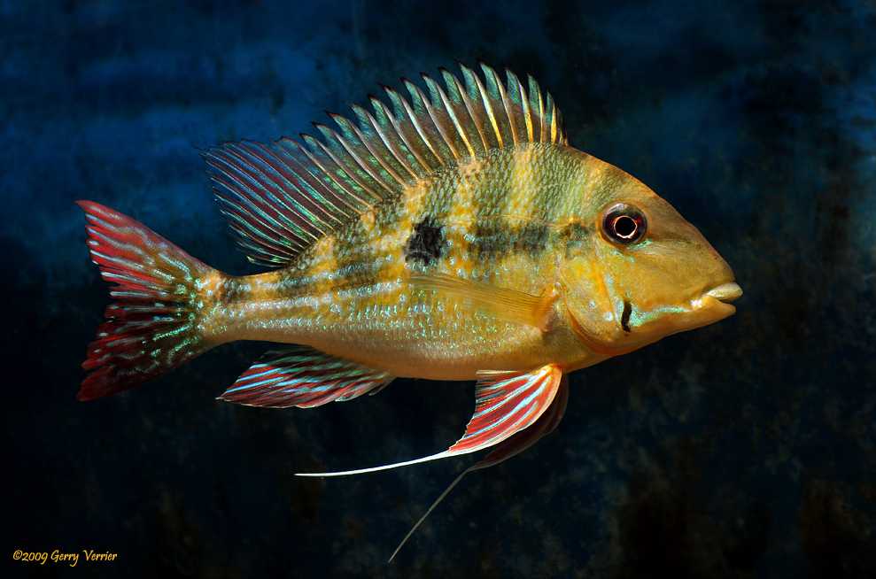 Geophagus dicrozoster