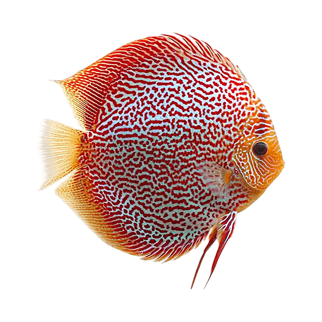 DISCUS RED SNAKESKIN