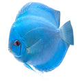 DISCUS BLUE DAIMOND