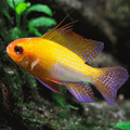 Microgeopagus Gold
