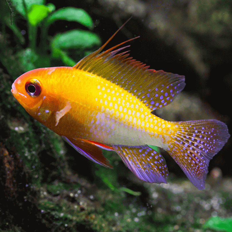 Microgeopagus Gold
