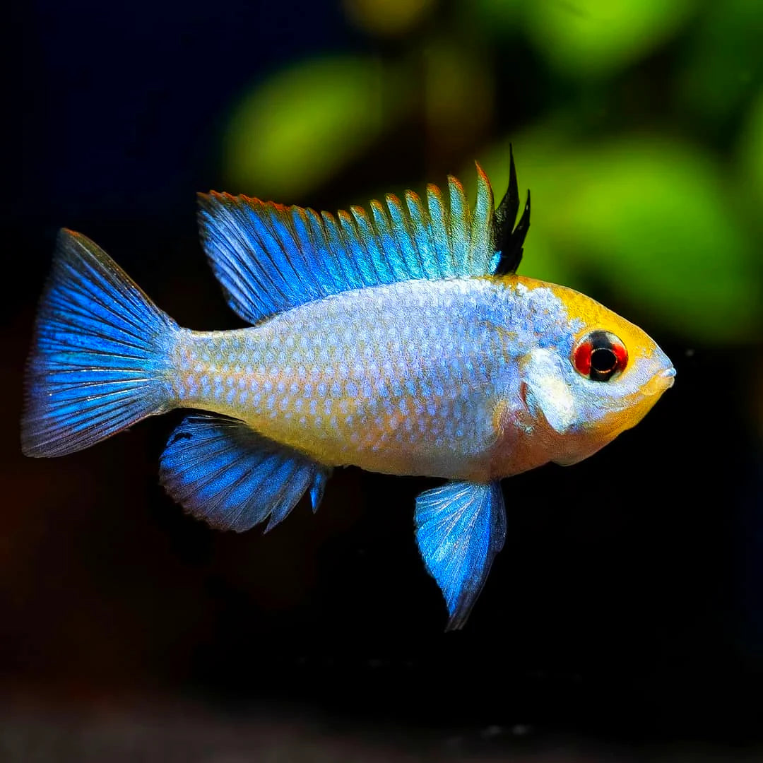 Microgeopag Electrik Blue