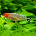 Tetra s crvenim nosom