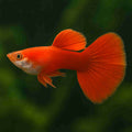 Gupi Full Red samec