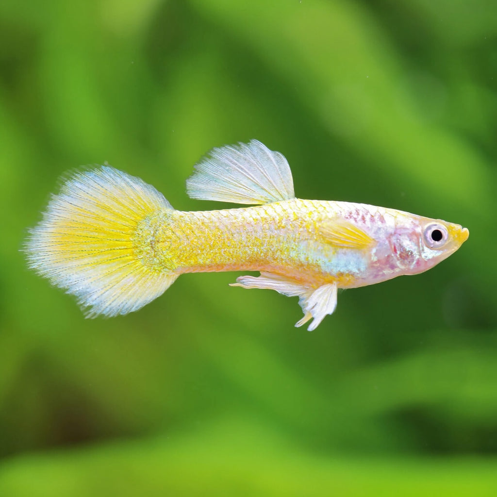 Gupy yellow samec