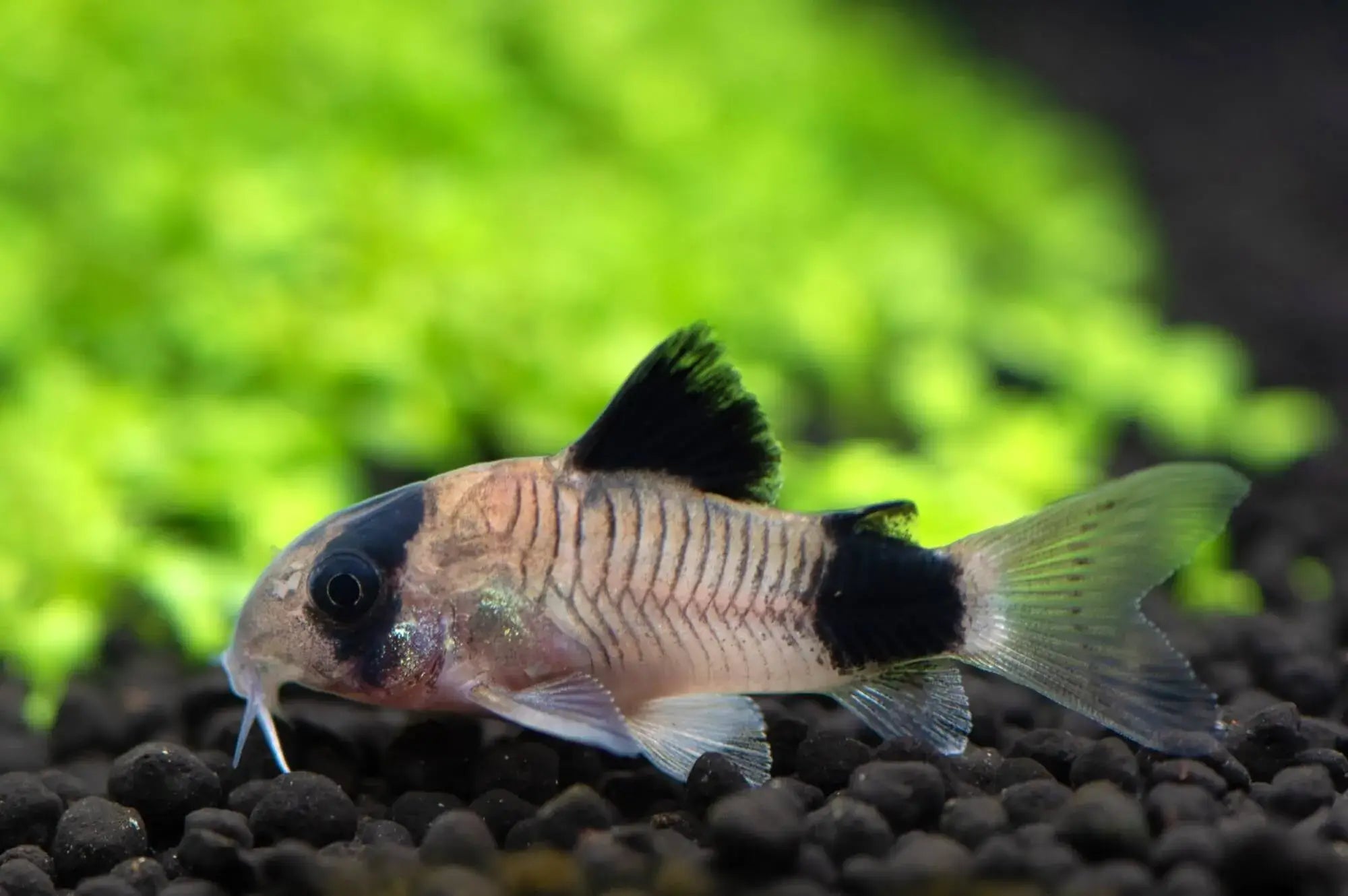 Somič Corydoras Panda
