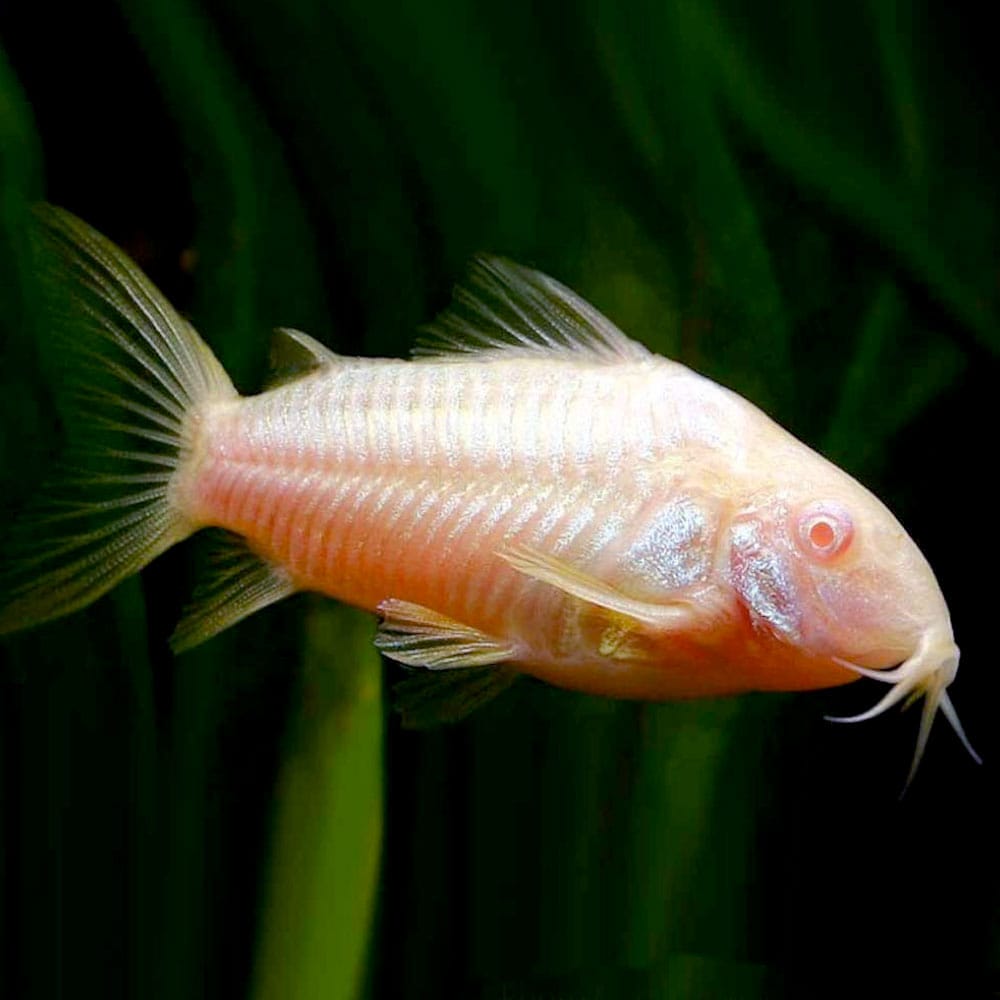 Koridoras albino (Corydoras aeneus)