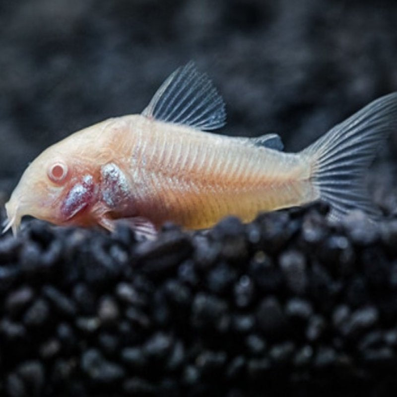 Koridoras albino (Corydoras aeneus)
