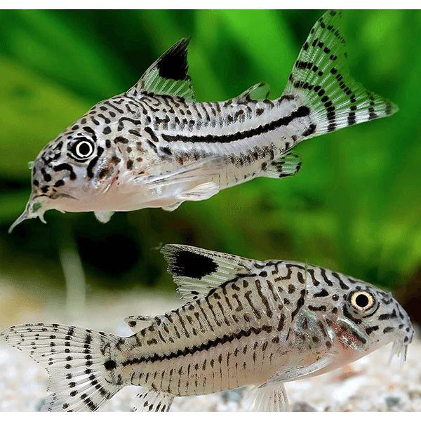 Somić Corydoras Leopard Julii