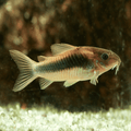 Somič Corydoras Bronza