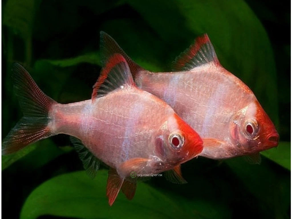 Sumatranski albino