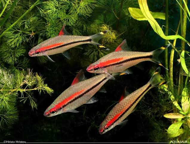 Puntius denisonii