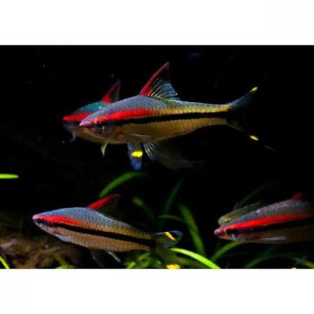 Puntius denisonii