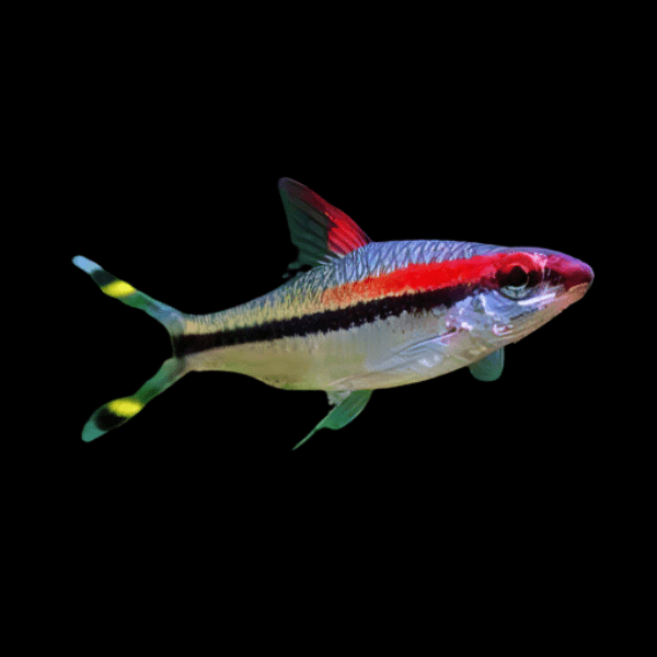 Puntius denisonii